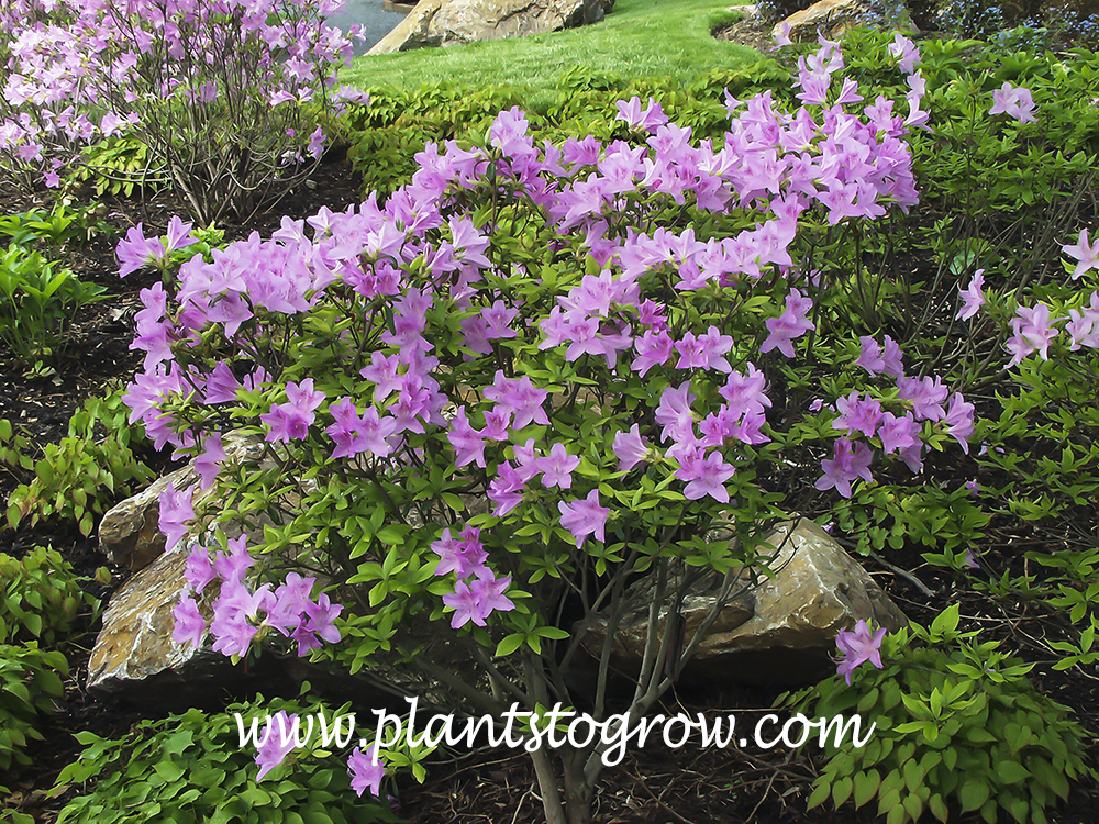 Korean Rhododendron (rhododendron yedoense var. pouchanense)
(May 19th)
